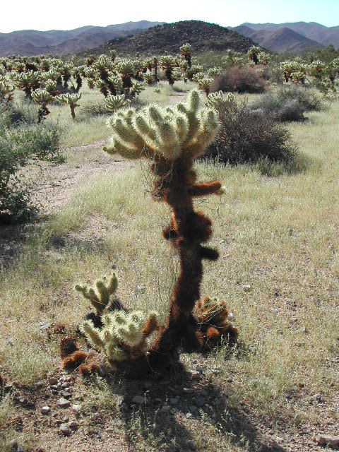 Joshua Tree National Park