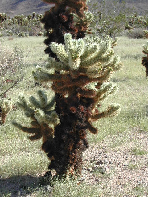 Joshua Tree National Park