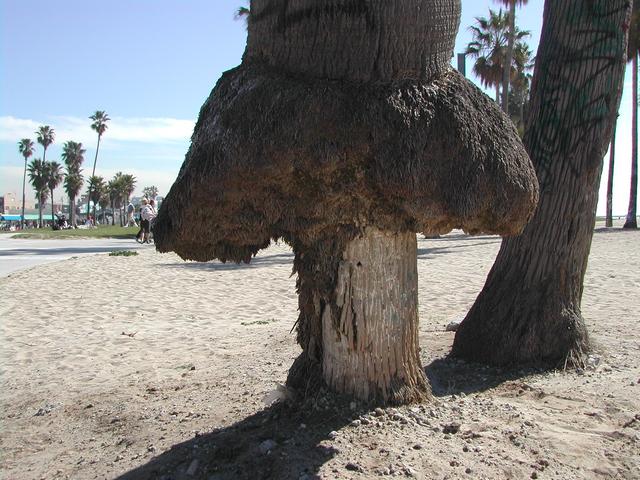 a day in malibu, venice beach, beverly hills