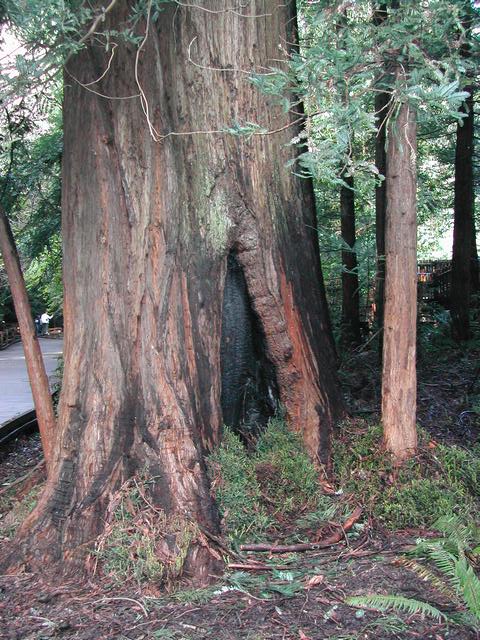 muir woods national monument