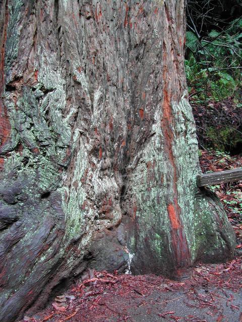 muir woods national monument