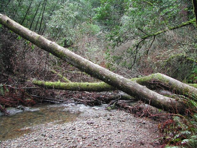 muir woods national monument