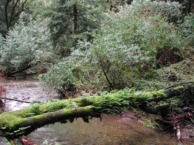 muir woods national monument