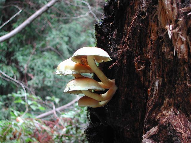 muir woods national monument