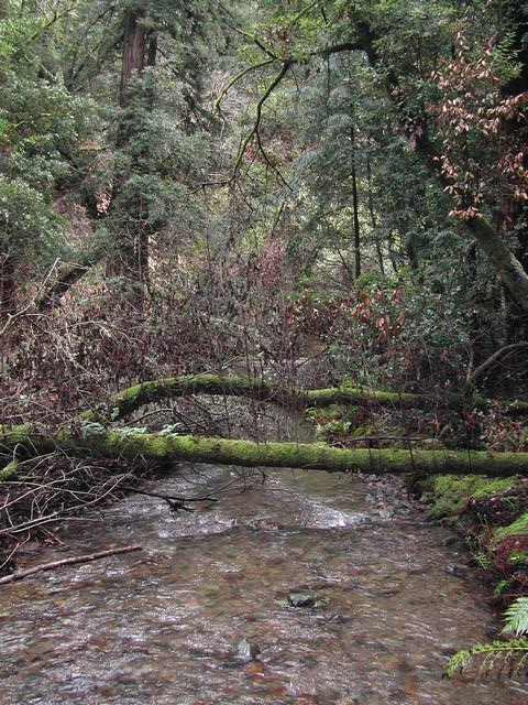 muir woods national monument