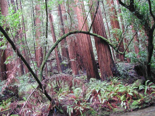 muir woods national monument