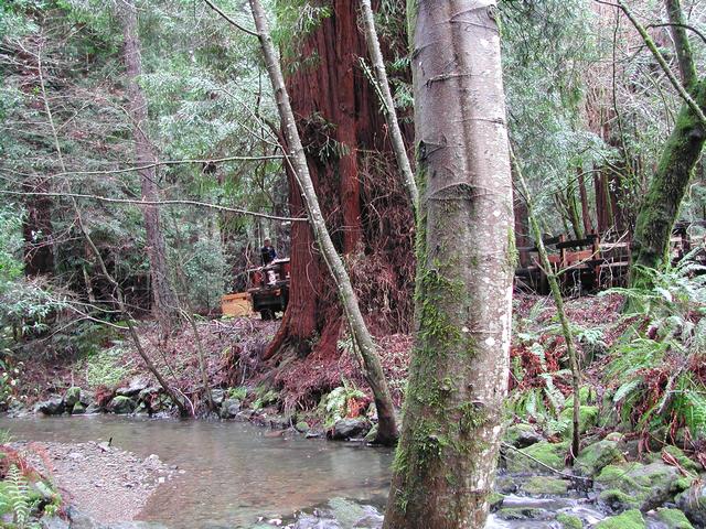 muir woods national monument