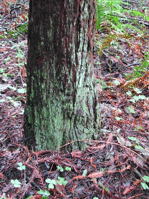 muir woods national monument