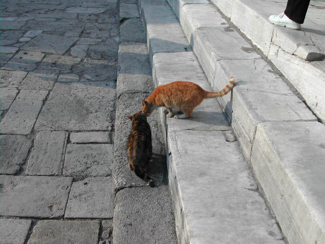 sightseeing in istanbul