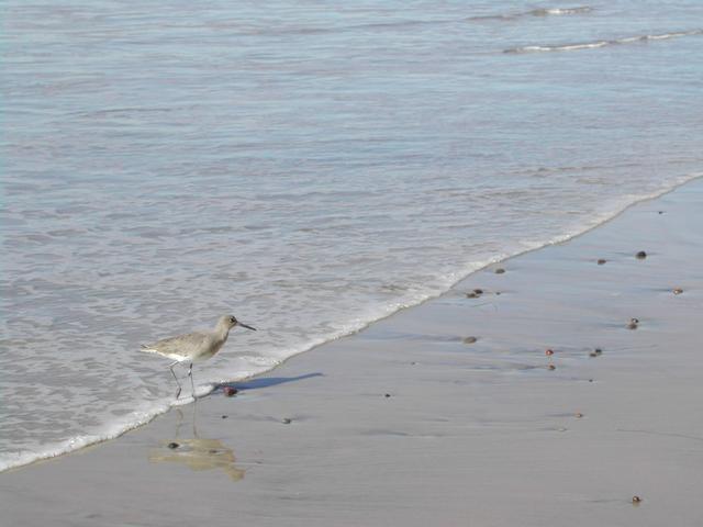 new year's eve - torrey pines state reserve