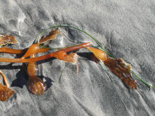 new year's eve - torrey pines state reserve