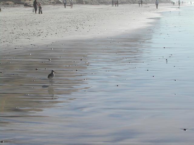 new year's eve - torrey pines state reserve