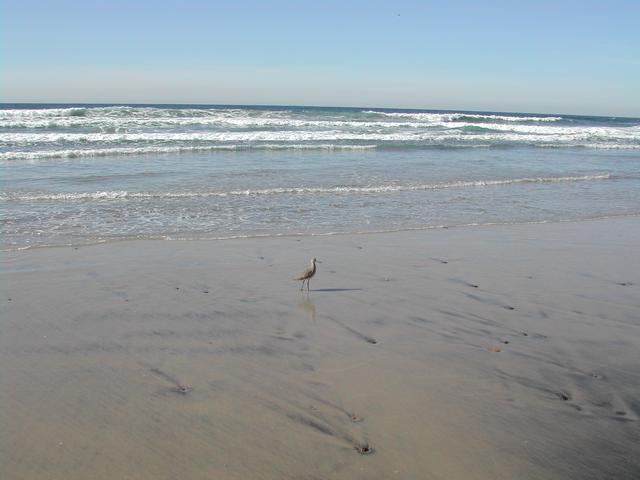 new year's eve - torrey pines state reserve