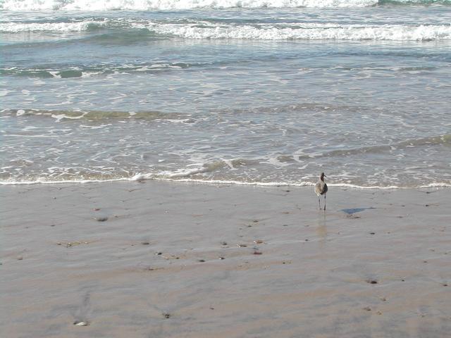 new year's eve - torrey pines state reserve