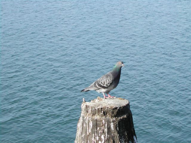 pacific coast highway - pismo beach