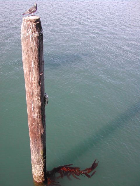 pacific coast highway - pismo beach