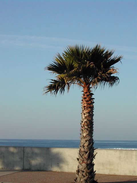 pacific coast highway - pismo beach