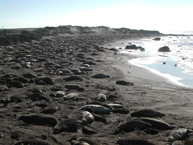 pacific coast highway - ragged point