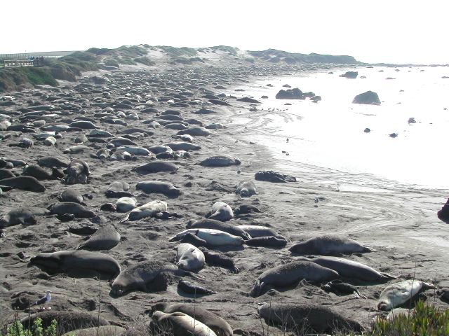 pacific coast highway - ragged point