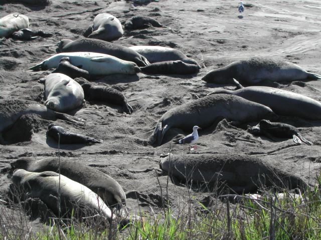 pacific coast highway - ragged point