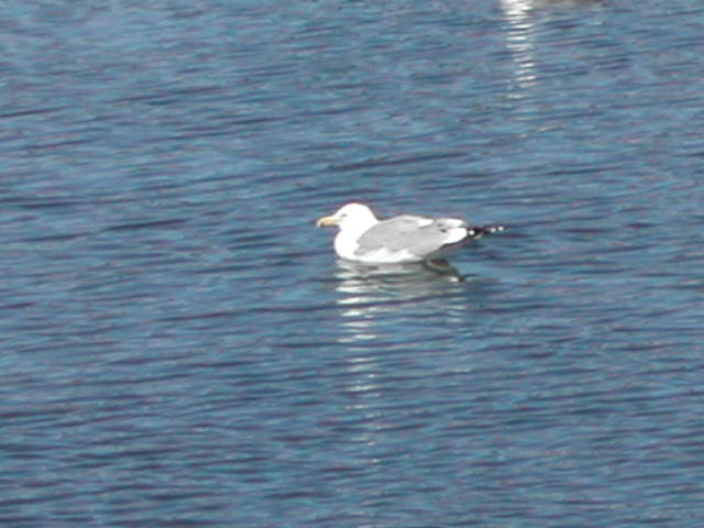 sunday in rockport