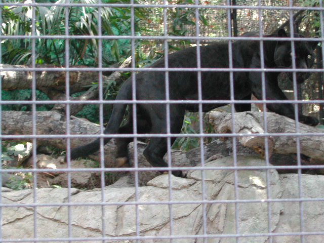 san diego zoo