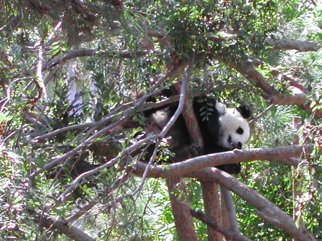 san diego zoo