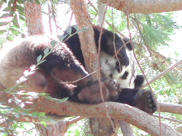 san diego zoo