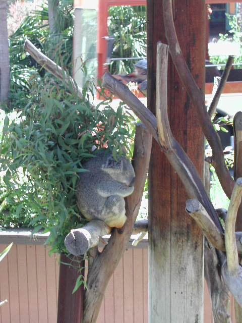 san diego zoo