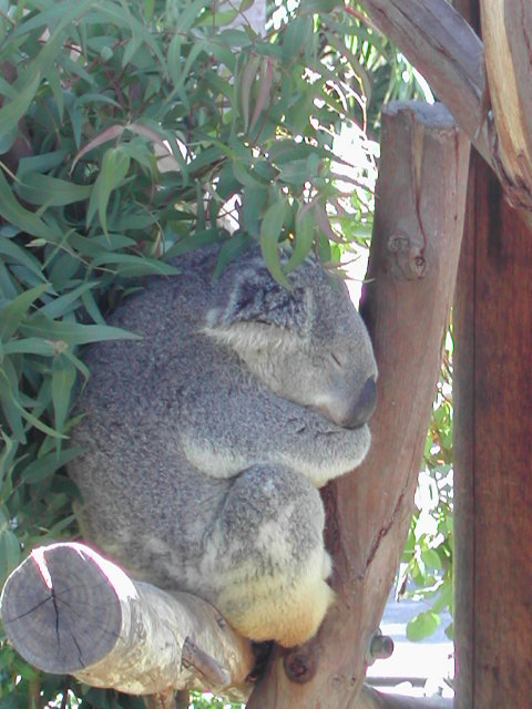 san diego zoo