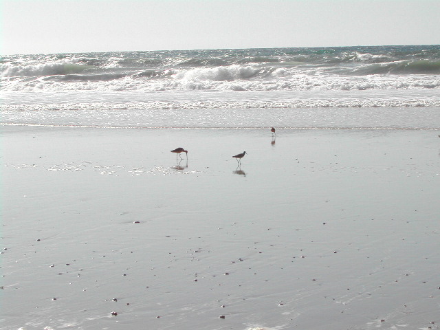 torrey pines state park - set i