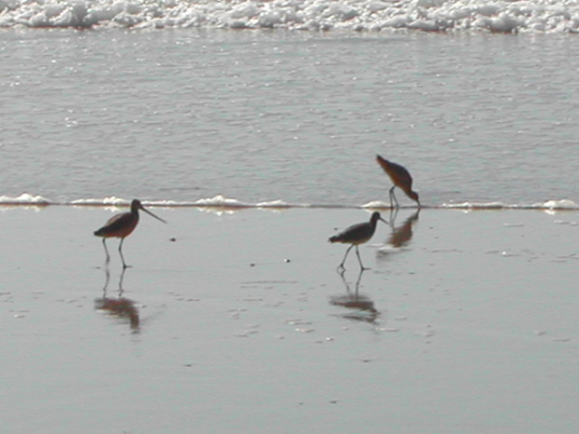 torrey pines state park - set i