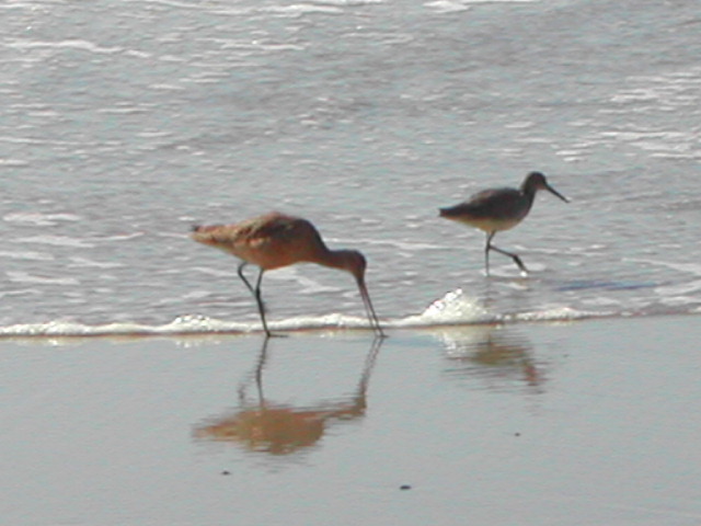 torrey pines state park - set i