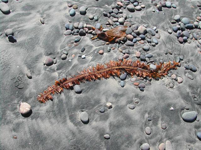 torrey pines state reserve - part ii