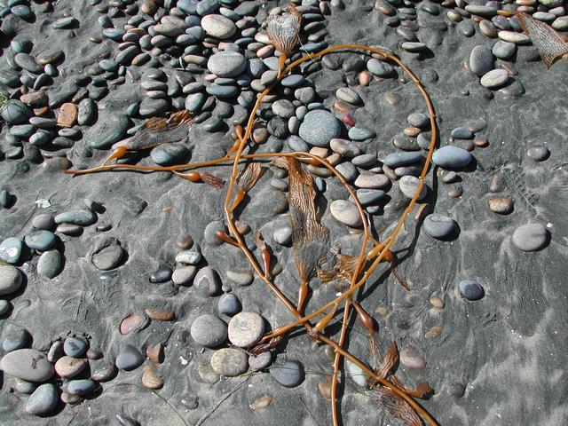 torrey pines state reserve - part ii