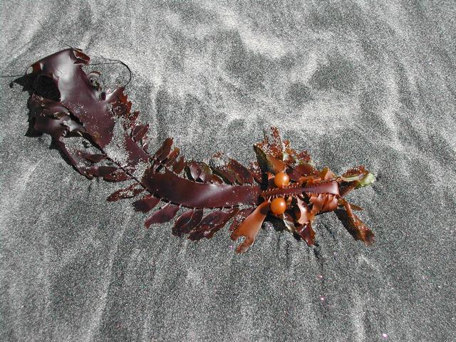 torrey pines state reserve - part ii