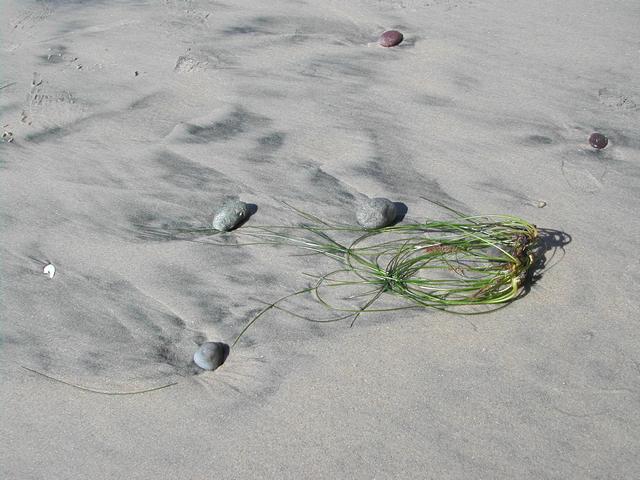 torrey pines state reserve - part ii