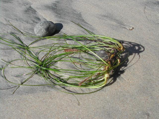 torrey pines state reserve - part ii