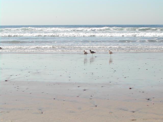 torrey pines state reserve - part ii