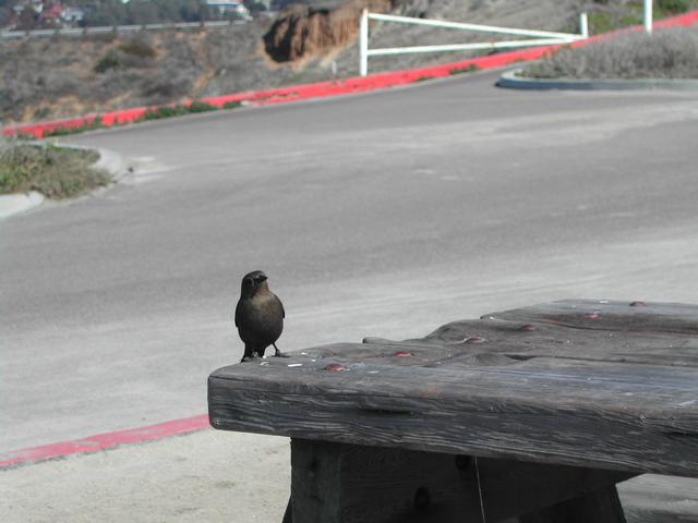 torrey pines state reserve - part ii