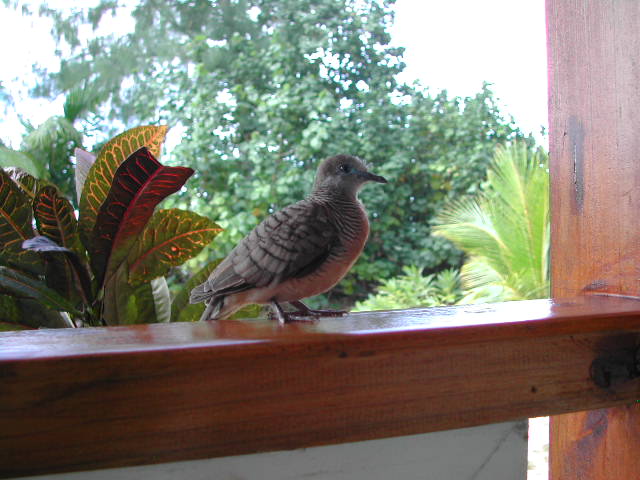 barred ground dove