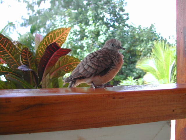 barred ground dove