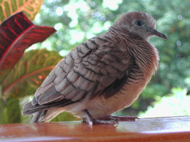 barred ground dove