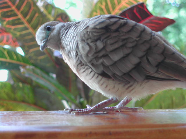 barred ground dove