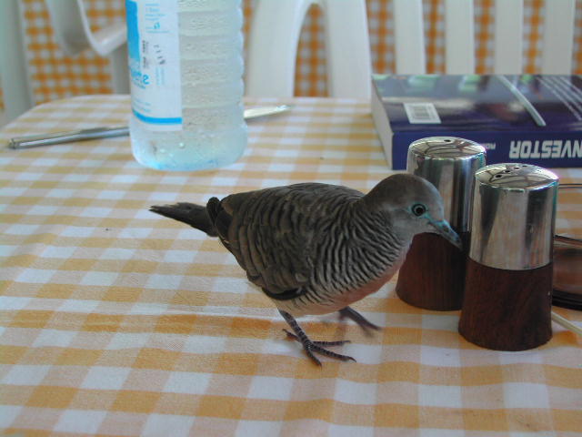 barred ground dove