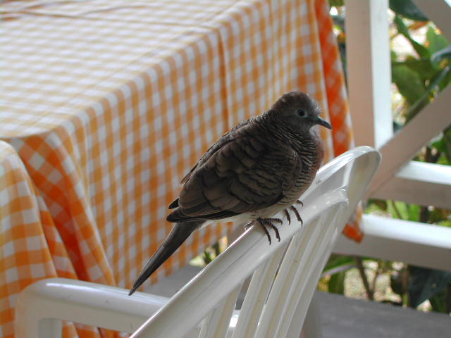 barred ground dove