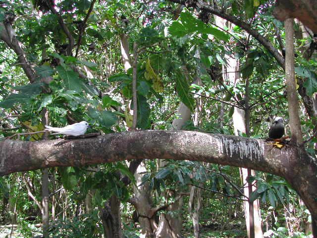 barred ground dove