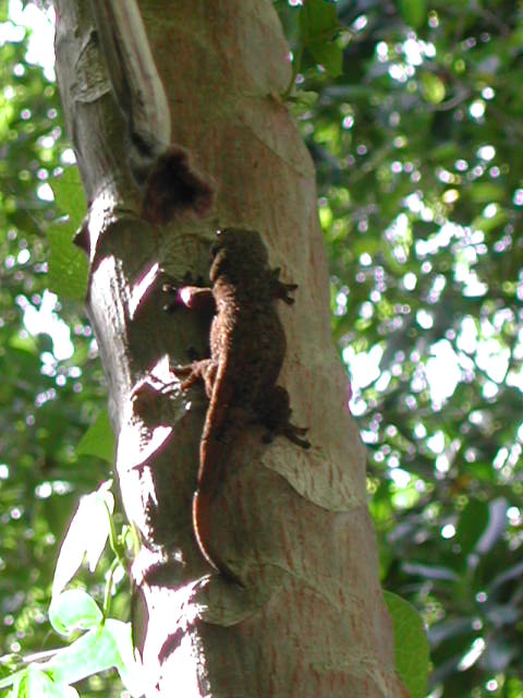 bronze gecko