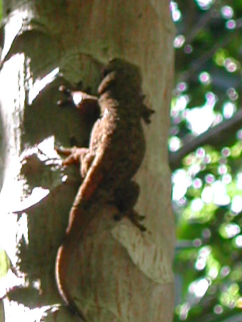 bronze gecko