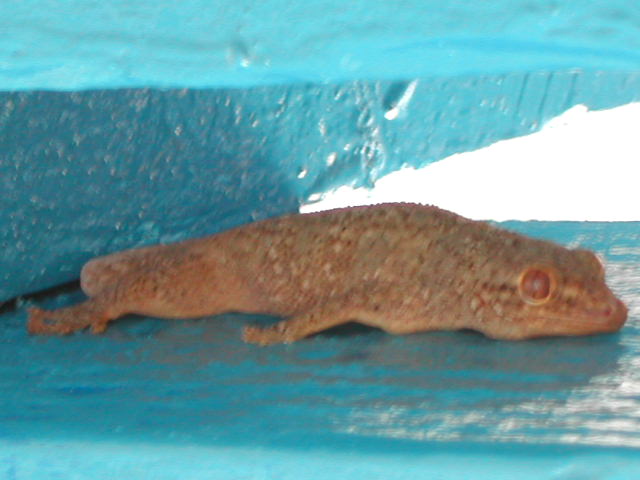 bronze gecko